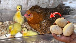 Young broody hen Hatched Big geese Eggs - Incredible