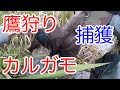 2020年鷹狩り出猟2回目!