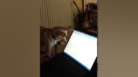 Dog chasing mouse cursor