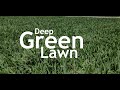 Secret to a Dark Green Lawn: Iron Treatment | Liquid Iron and MicroNutrients in Summer