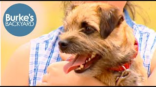 Border Terrier Road Test