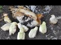 mother chickens call chicks to dust bath - hen dirt bath with baby chickens