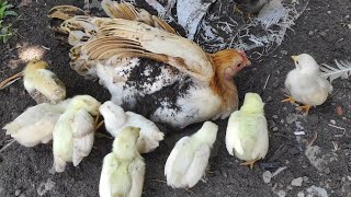mother chickens call chicks to dust bath  hen dirt bath with baby chickens