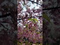 JAPAN(4K)Sakura in Tokyo Japan✨ Such a beautiful day in Tokyo!✨
