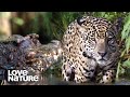 Jaguar vs Caiman: A Battle of Predators | Love Nature