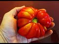 Top 5 Tomatoes to Grow