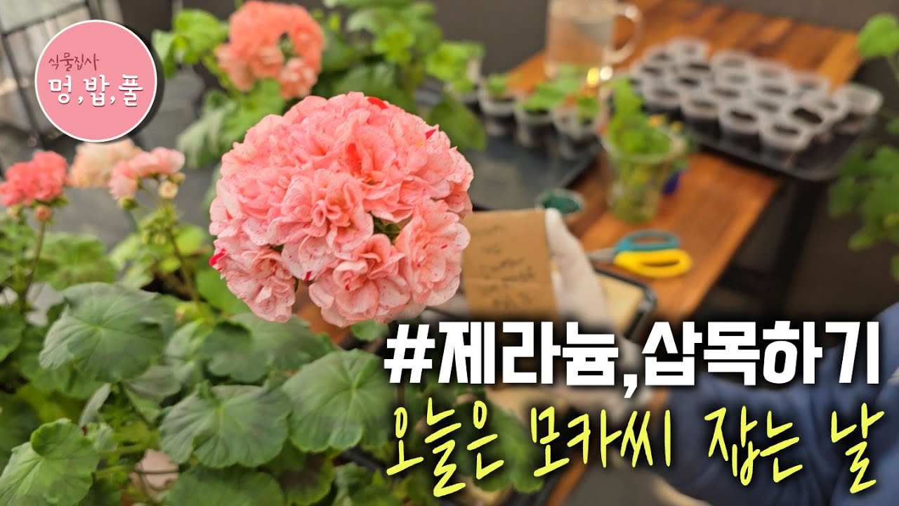 제라늄,1월 둘째주 삽목이야기 #모카씨삽목  #제라늄식집사 #브이로그