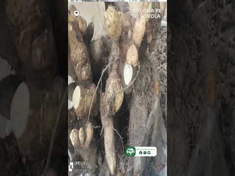 Mbala Nguvu S Struggle With Agronomist Paulin Manampono