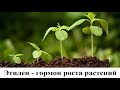 Этилен - гормон роста растений