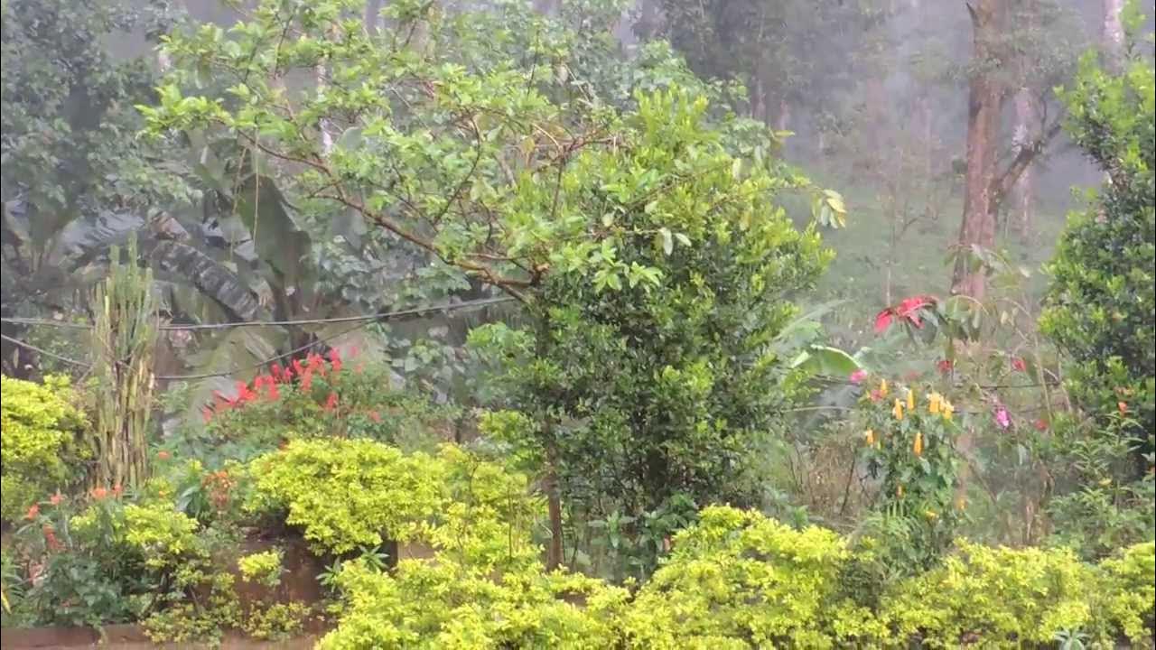 Estate for Sale Munnar, Kerala, India YouTube