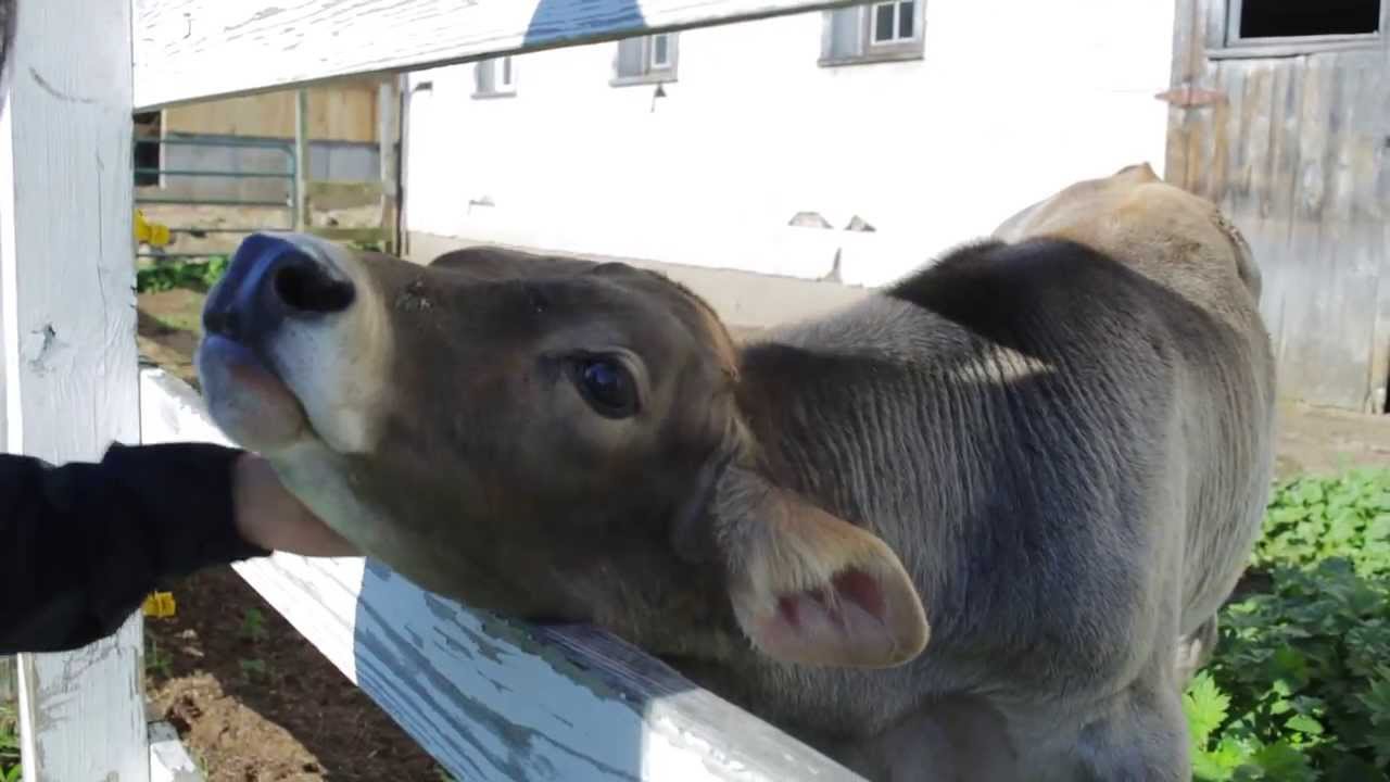 dogs that look like cows