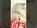 Mutluluk modu 😸, Mutluluk modu 😸,#cat ,#kedi ,#猫 ,#usashorts ,#kitten ,#고양이,#gatti ,#γάτα