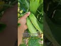 Some unknown facts about cucumbers.