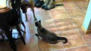 two siamese cats talking to each other