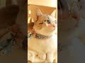 #cat