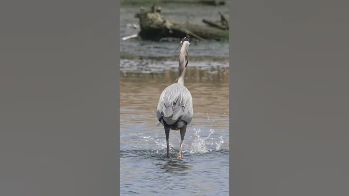 Heron abusing a gigantic fish 🐟 for the fun of it ..he never eats it - DayDayNews