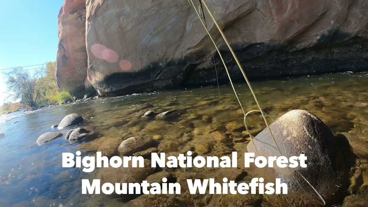 Mountain Whitefish in the BIGHORN National Forest 2021 