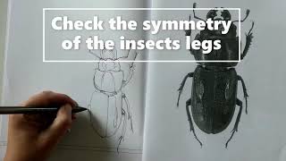 Insect Line Drawings - YR 7