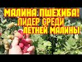 Малина Пшехиба, плодоношение на прошлогодних  побегах!