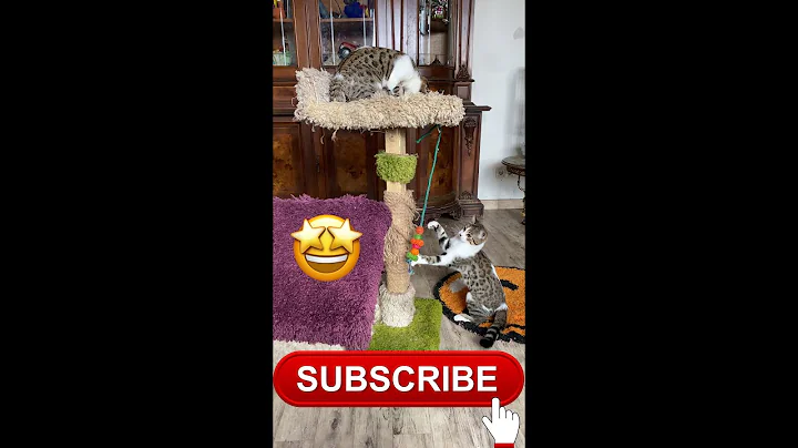 Watch the video about #shorts #funny #happy Cat house with different toys!