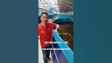 Mô hình nuôi tôm ở Trung Quốc doanh thu hơn 6 tỷ 1 năm #thuysan #nuoitom #tom