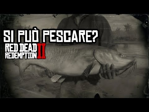 Video: Fatti Sul Pesce Gatto