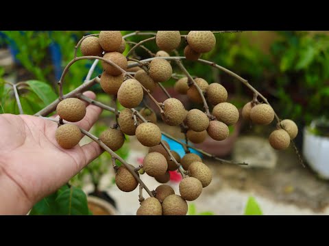 Qanday qilib mast rus slyukalari sikishadi