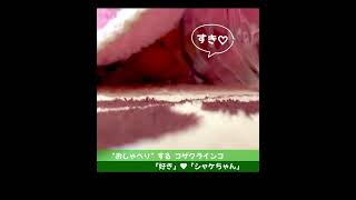 おしゃべりするコザクラインコ、シャケちゃん！(好き、シャケちゃん)