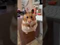 Hamster LOSES IT After Getting Laughed At 😂