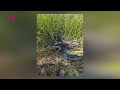 Un cocostârc negru, specie inclusă în Cartea Roșie a fost omorât în raionul Râșcani