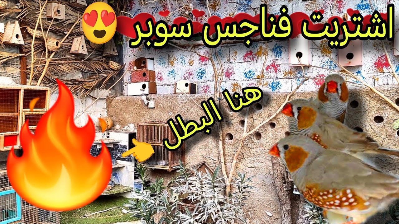 شوفو شنو اشتريت 🤩+ صورتلكم كل الطيور #محمية #طيور 