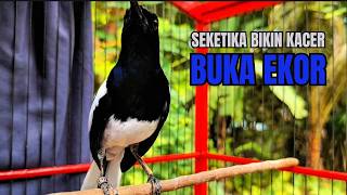 PANCINGAN KACER TERBAIK bikin Semua Jenis Kacer LANGSUNG KONSLET, Terapi Kacer Agar GACOR NGEPLONG