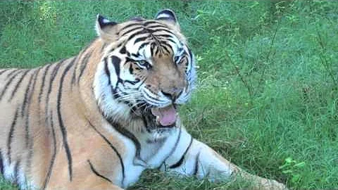 Watch the video about TIGER FAIL!! Vegetarian Tiger??