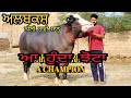 ਅਲਬਕਸ਼ ਨੀਲੀ ਰਾਵੀ ਝੋਟਾ || ALBAKSH Nili Ravi Bull || Champion Nili Ravi bull || Ilti lana tv ||