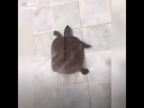 السلحفاه بترقص هههههههه
