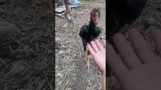 Tozza Turk Bilan Nems