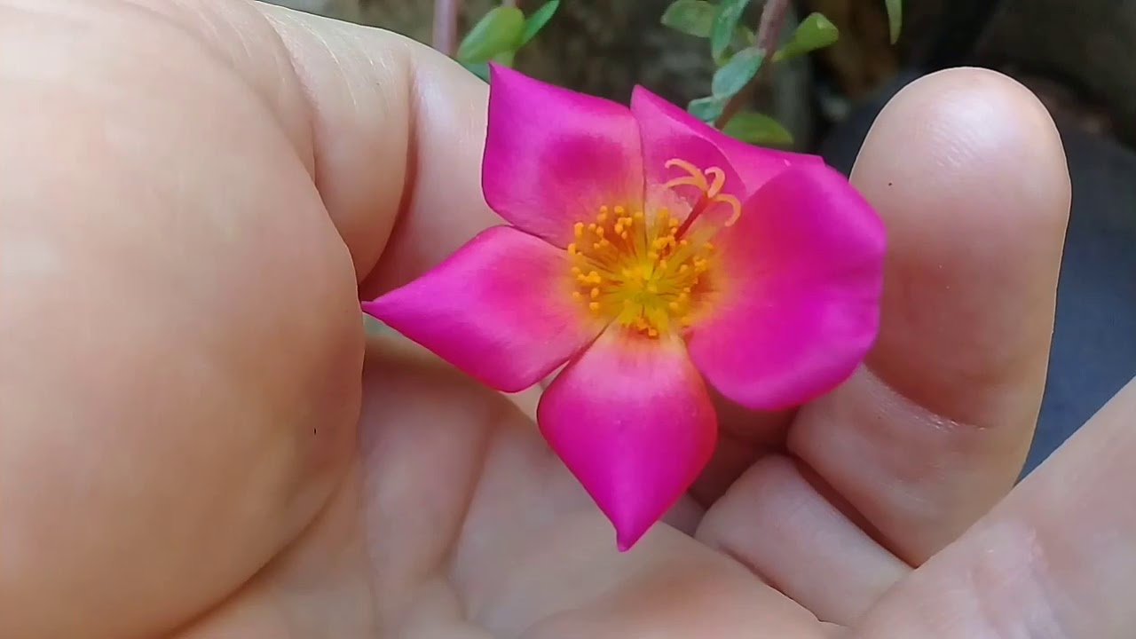 TOUR = MINHAS FLORES DE HOJE!😍 YouTube TOUR = MINHAS FLORES DE HOJE!😍 YouTube