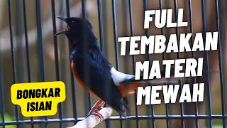 MURAI BATU GACOR FULL ISIAN TEMBAKAN MEWAH SANGAT AMPUH MELATIH MURAI BATU BONGKAR ISIAN
