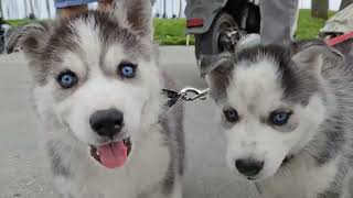 siberian HUSKYs for sale venice beach California Saturday may 11, 2024