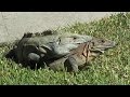 Funny iguana, animal mating breeding season HD