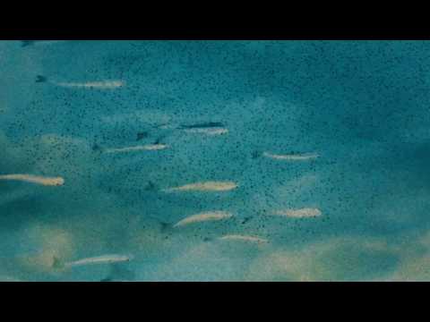 The Melancholy Hours - Summer (Music Video) thumbnail