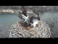 Osprey Nest Attack