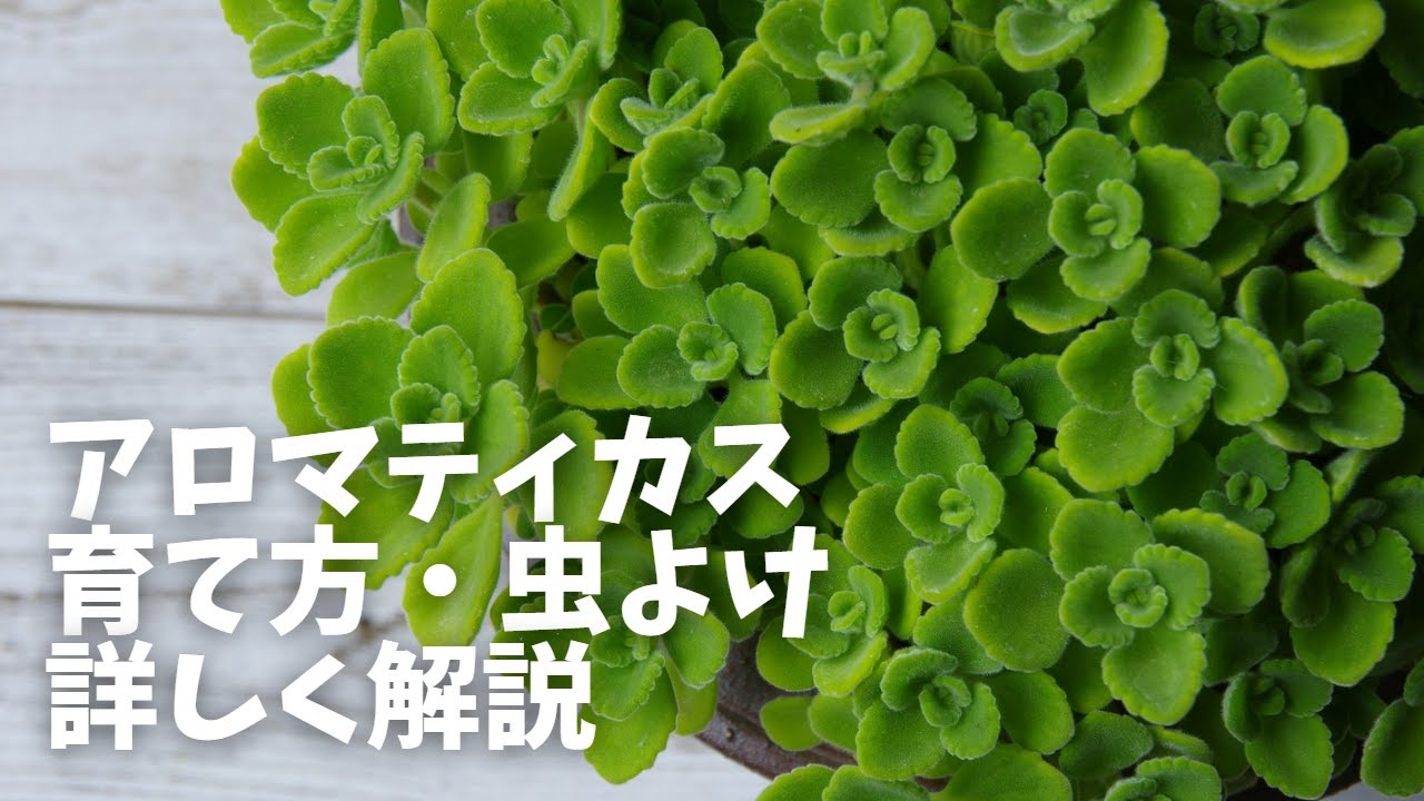 アロマティカスの育て方を徹底解説 増やし方のコツも把握しよう となりのカインズさん