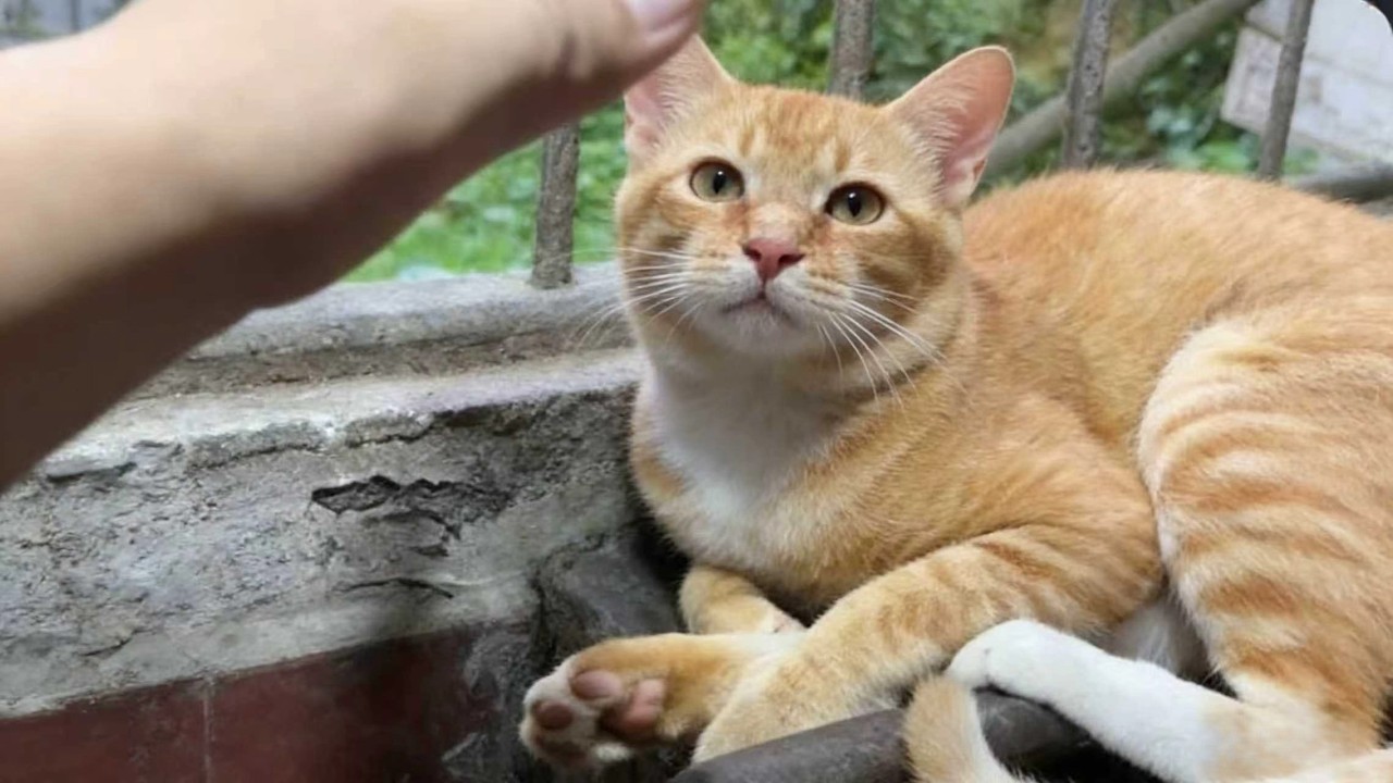 鄉村手擂咖啡，鹹摩卡咖啡拉花 今天喝這個，鹹鹹甜甜的非常好喝#咖啡 #摩卡