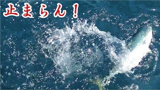 ありえない状況に止まない大物魚(320話目)