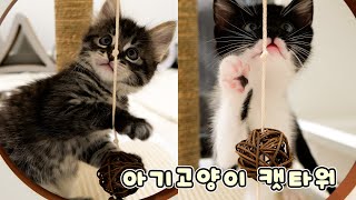 Kitten Stool for Foster Kittens by 꼬부기아빠 Human Cat Tree 2,147 views 4 months ago 6 minutes, 18 seconds