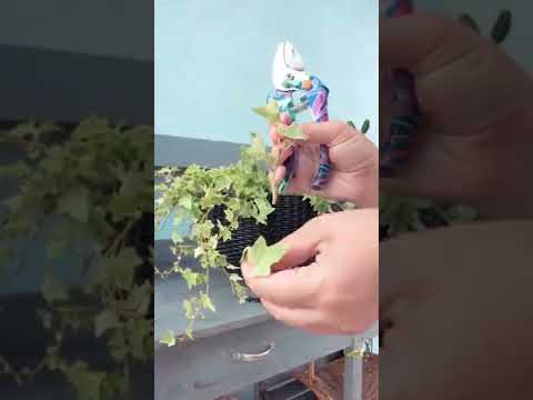 Vídeo: Boston Ivy Plants - Como cuidar de uma planta Boston Ivy