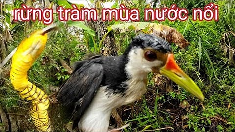 Đặt lờ cá mà dính con này - vũ heo