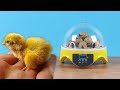Что случилось с цыпленком из китайского инкубатора спустя месяц