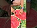 Would you like me to suggest🍉🥝🍑🍎🥭🍅#fruit #vegetables #plate #food #happy